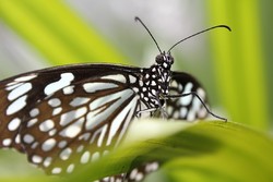 butterfly (2010)