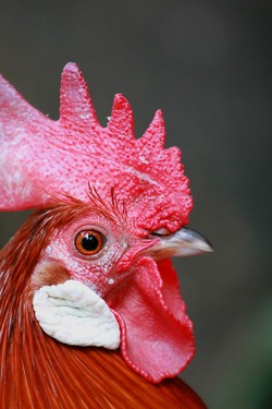 cock (2011)