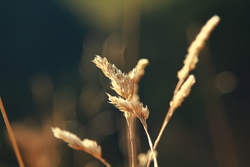 corn (2013)