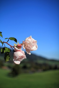 rosebud (2011)